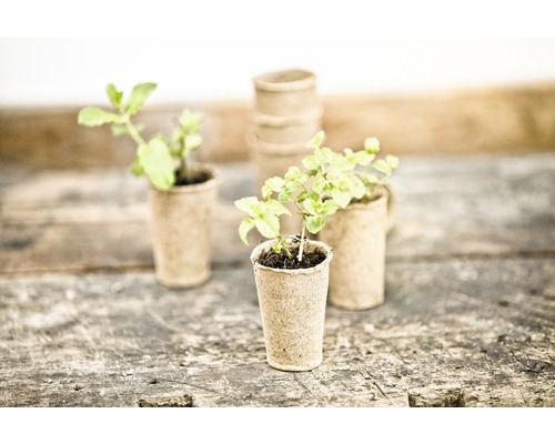 Ghivece de răsad cu plante tinere pe suprafață de lemn