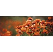 Tablou sticlă Orange Poppies I 50x125 cm