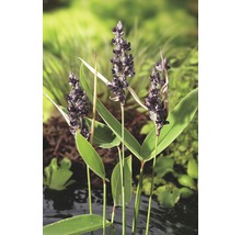 Inflorescența de saschiu umbelifer în iazul de grădină