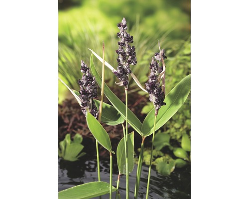 Inflorescența de saschiu umbelifer în iazul de grădină