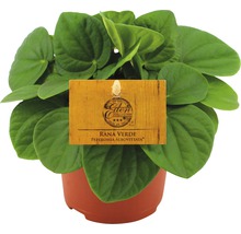 FloraSelf Peperomia albovittata 'Rana Verde' H 15-20 cm ghiveci Ø 10,5 cm