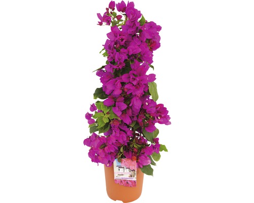 Floare de hârtie piramidă FloraSelf Bougainvillea 'Sanderiana' H ca. 50 cm ghiveci Ø 19 cm Floare de hârtie piramidă FloraSelf Bougainvillea 'Sanderiana' H ca. 50 cm ghiveci Ø 19 cm