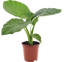 Alocasia FloraSelf Alocasia macrorrhiza H 60-70 cm ghiveci Ø 17 cm