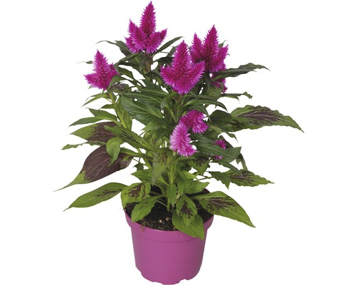 Creasta cocoșului FloraSelf Celosia argentea ghiveci Ø 16 cm