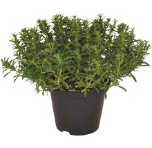 Cimbru FloraSelf Satureja montana 'Bolero' ghiveci Ø 12 cm