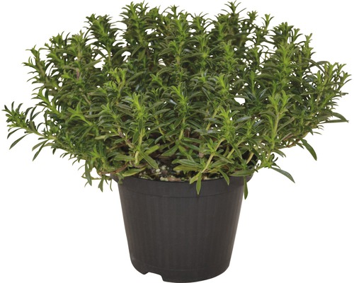 Cimbru FloraSelf Satureja montana 'Bolero' ghiveci Ø 12 cm