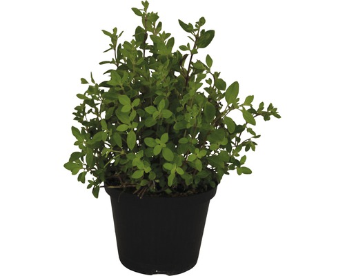 Oregano cretan FloraSelf Origanum vulgare 'Kreta' ghiveci H 10-20 cm Ø 12 cm Plantă de oregano în ghiveci