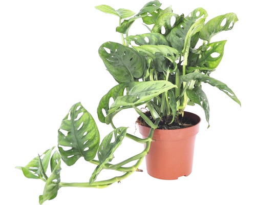 Ananasul săracului FloraSelf Monstera 'Monkey Mask' H 25-35 cm ghiveci Ø 12 cm