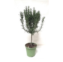 Rozmarin FloraSelf Rosmarinus officinalis ghiveci Ø 14 cm