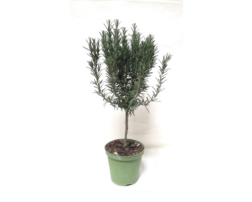 Plantă de rozmarin în ghiveci Plantă de rozmarin în ghiveci