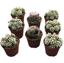 Nouă cactuși Mammillaria înfloriți în ghivece