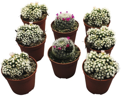 Nouă cactuși Mammillaria înfloriți în ghivece