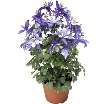 Floare de acvilegia în ghiveci cu flori albastre și albe și frunze verzi.