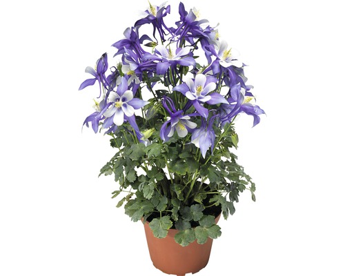 Floare de acvilegia în ghiveci cu flori albastre și albe și frunze verzi.