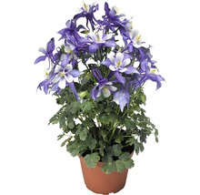 Floare de acvilegie în ghiveci cu flori albastre și albe