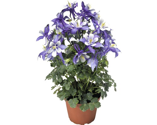 Floare de acvilegie în ghiveci cu flori albastre și albe