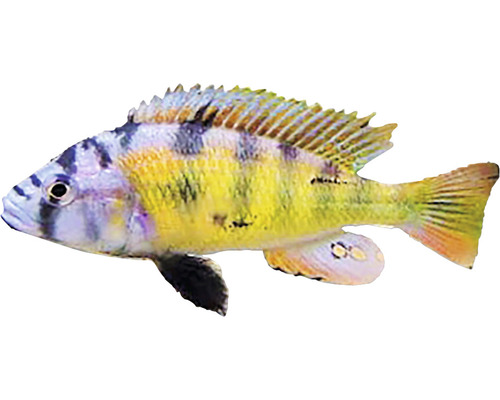 Haplochromis sp. ch 44 4-5 cm