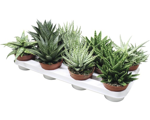 Aloe mix FloraSelf H 15-20 cm ghiveci Ø 10 cm | HORNBACH
