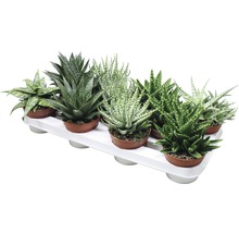 Mai multe plante Aloe Aristata în ghivece pe o tavă