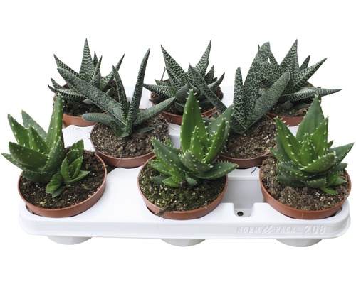 Aloe mix FloraSelf H 15-20 cm ghiveci Ø 10 cm | HORNBACH