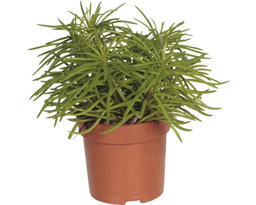 Plantă la ghiveci cu frunze verzi în formă de creion
