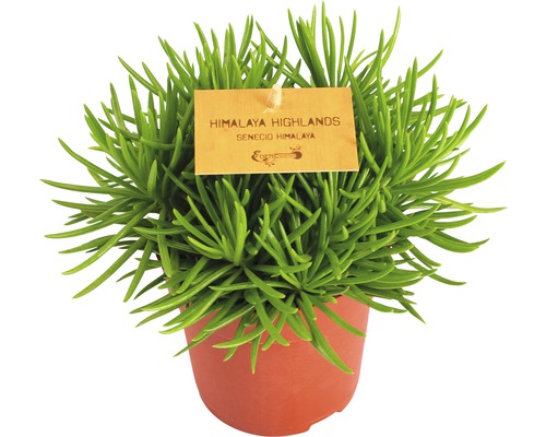 FloraSelf Senecio himalaya H 15-20 cm ghiveci Ø 10,5 cm FloraSelf Senecio himalaya H 15-20 cm ghiveci Ø 10,5 cm