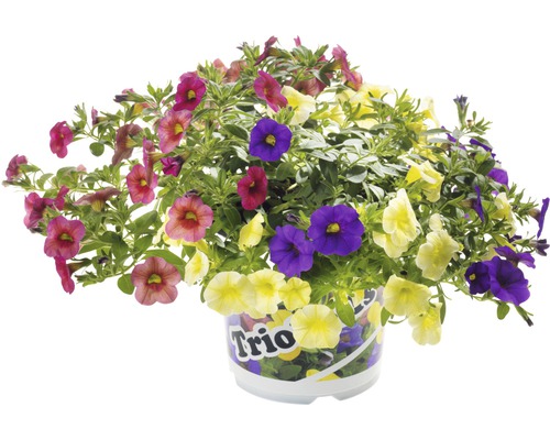 Amestec de flori în ghiveci, diverse culori de flori