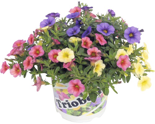 Surfinia FloraSelf Calibrachoa x Hybride ghiveci Ø 13 cm | HORNBACH
