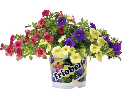 Calibrachoa înflorită în ghiveci