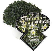 Saxifraga paniculata în ghiveci
