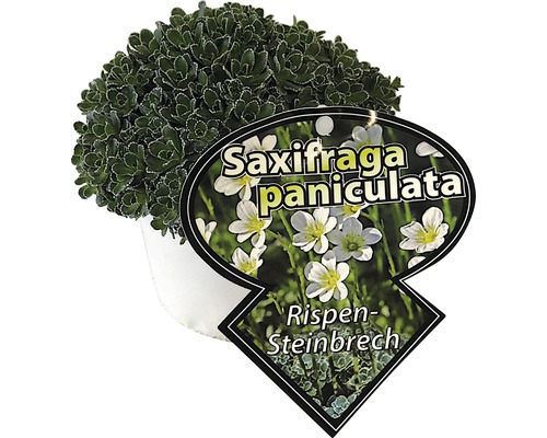 Saxifraga paniculata în ghiveci