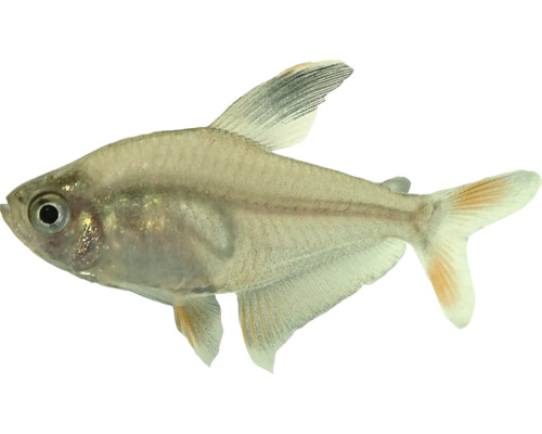 Tetra negru