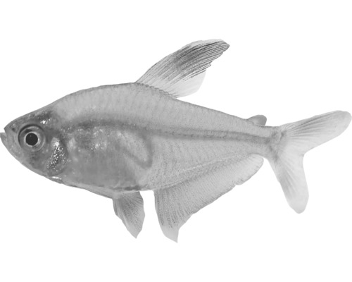 Tetra negru pește pentru acvarii