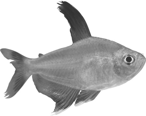 Pește pentru acvarii