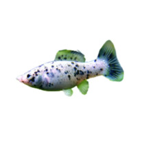 Poecilia latipina silver M