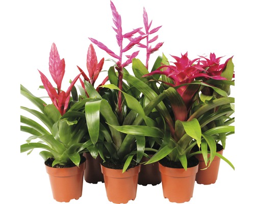 FloraSelf Bromelia x Hybride H 40-50 cm ghiveci Ø 12 cm