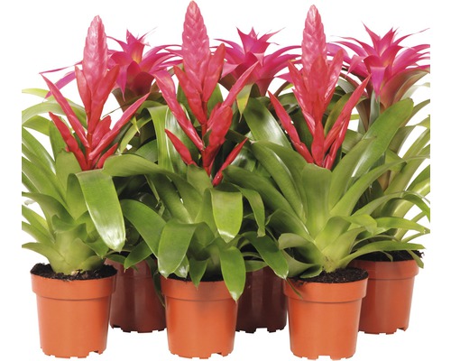 Mai multe plante bromelia în ghivece