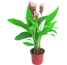Curcuma FloraSelf H ca. 50 cm ghiveci Ø 14 cm