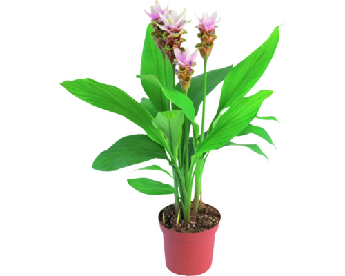 Curcuma FloraSelf H ca. 50 cm ghiveci Ø 14 cm