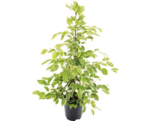 Ficus benjamin în ghiveci