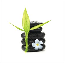 Tablou sticlă Stone & Plant I 50x50 cm