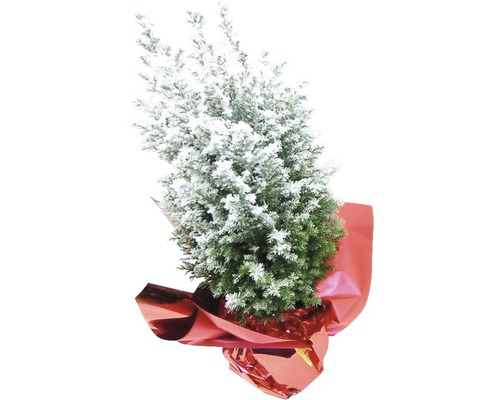 Chiparos mic în ghiveci cu efect de zăpadă și folie roșie