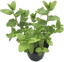 Plantă de mentă în ghiveci