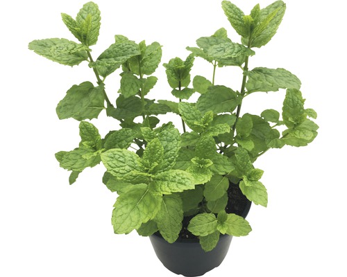 Hugo mentă FloraSelf Mentha spicata 'Hugo' ghiveci Ø 13 cm