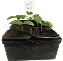 Răsaduri de castraveți în recipient de cultivare