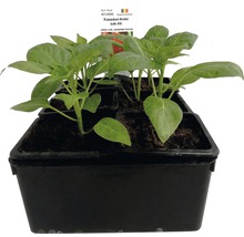 Răsaduri de ardei într-o alveolă