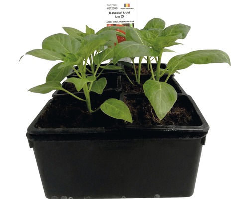 Răsaduri ardei iute/ Capsicum annuum, 6 buc