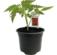 Plantă de tomate în ghiveci