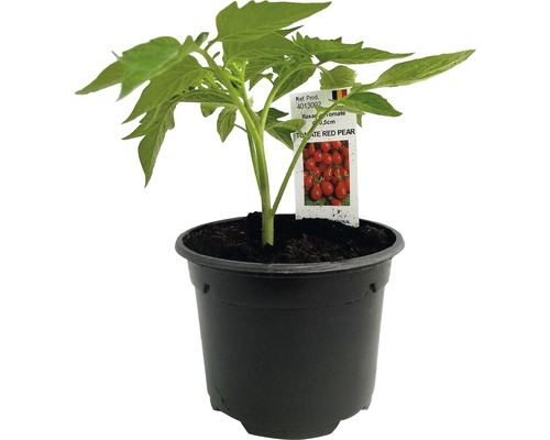 Răsaduri tomate Amia Lycopersicon esculentum Plantă de tomate în ghiveci