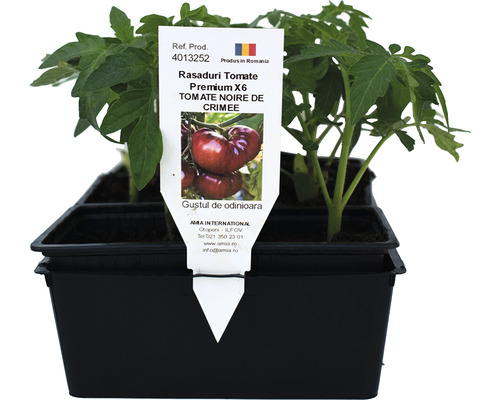 Set de roșii cu plante tinere în ghiveci